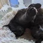 Black cat curled upside down in a tan cat window bed