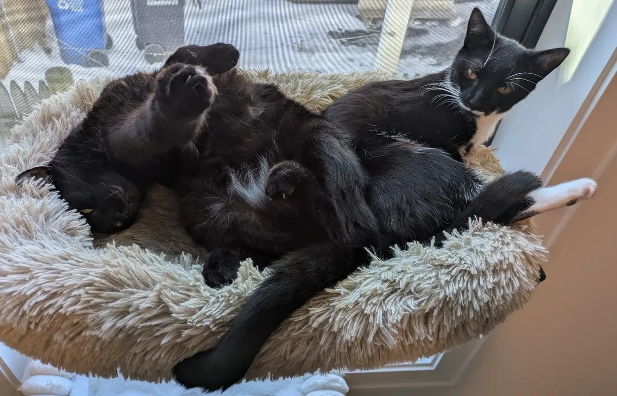 Two black cats cuddling together, butt-to-butt, in a window bed.